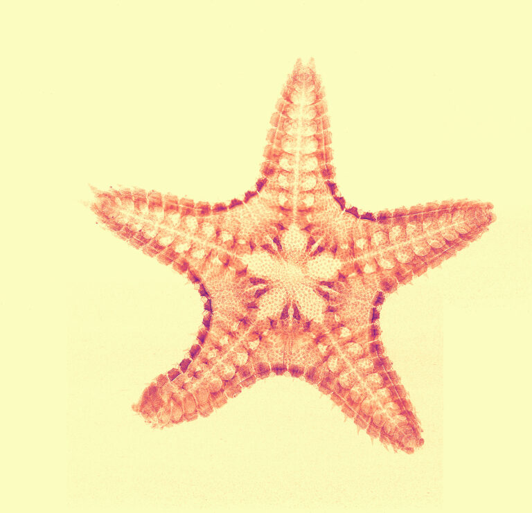 A starfish in the news: radiograph of a mudstar (Ctenodiscus crispatus), measured at the SYRMEP beamline at Elettra