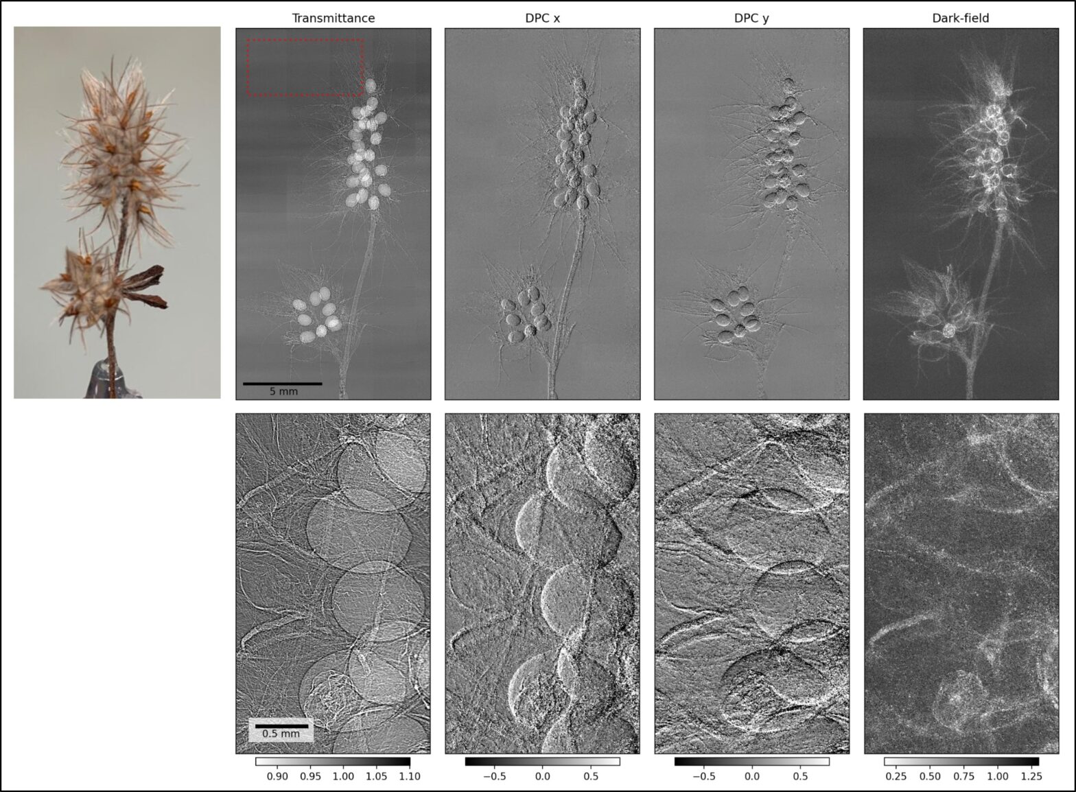 Sample-stepping dataset of a flower