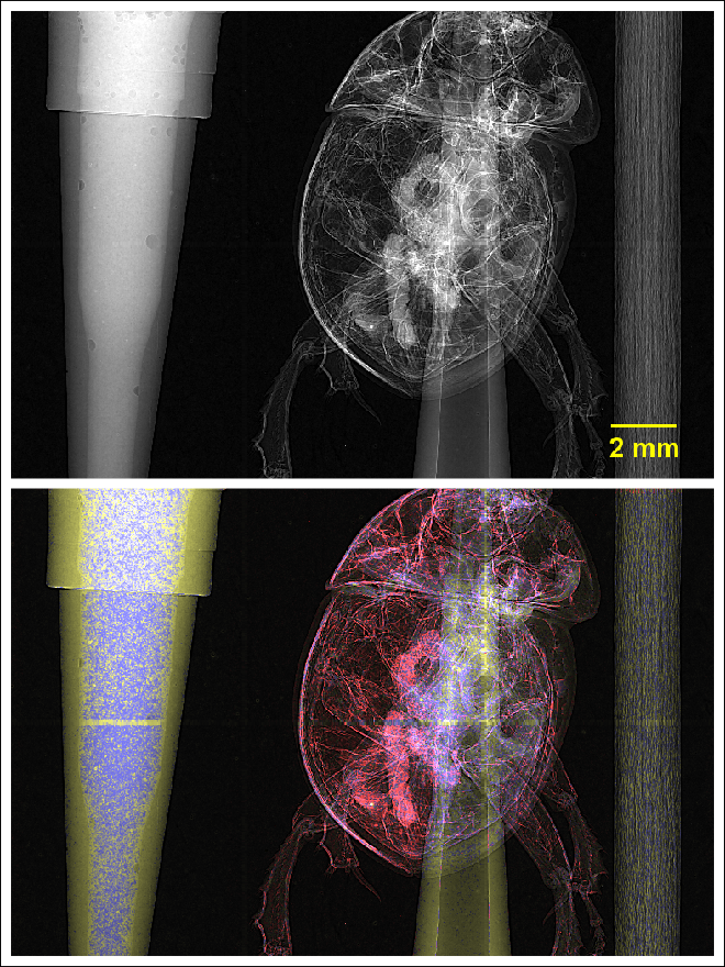 Spectral imaging in the OptImaTo laboratory. Different materials have different attenuation profiles. A spectral detector allows the materials to be identified. Here, water is in blue, carbon in yellow, and calcium in red.