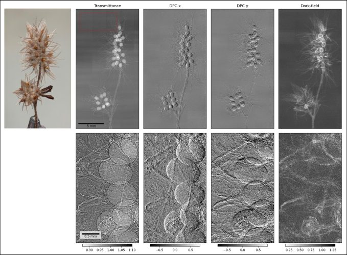 Sample-stepping dataset of a flower