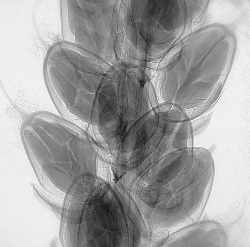 X-ray radiograph of the fruits of a broadleaf plantain (Plantago major)